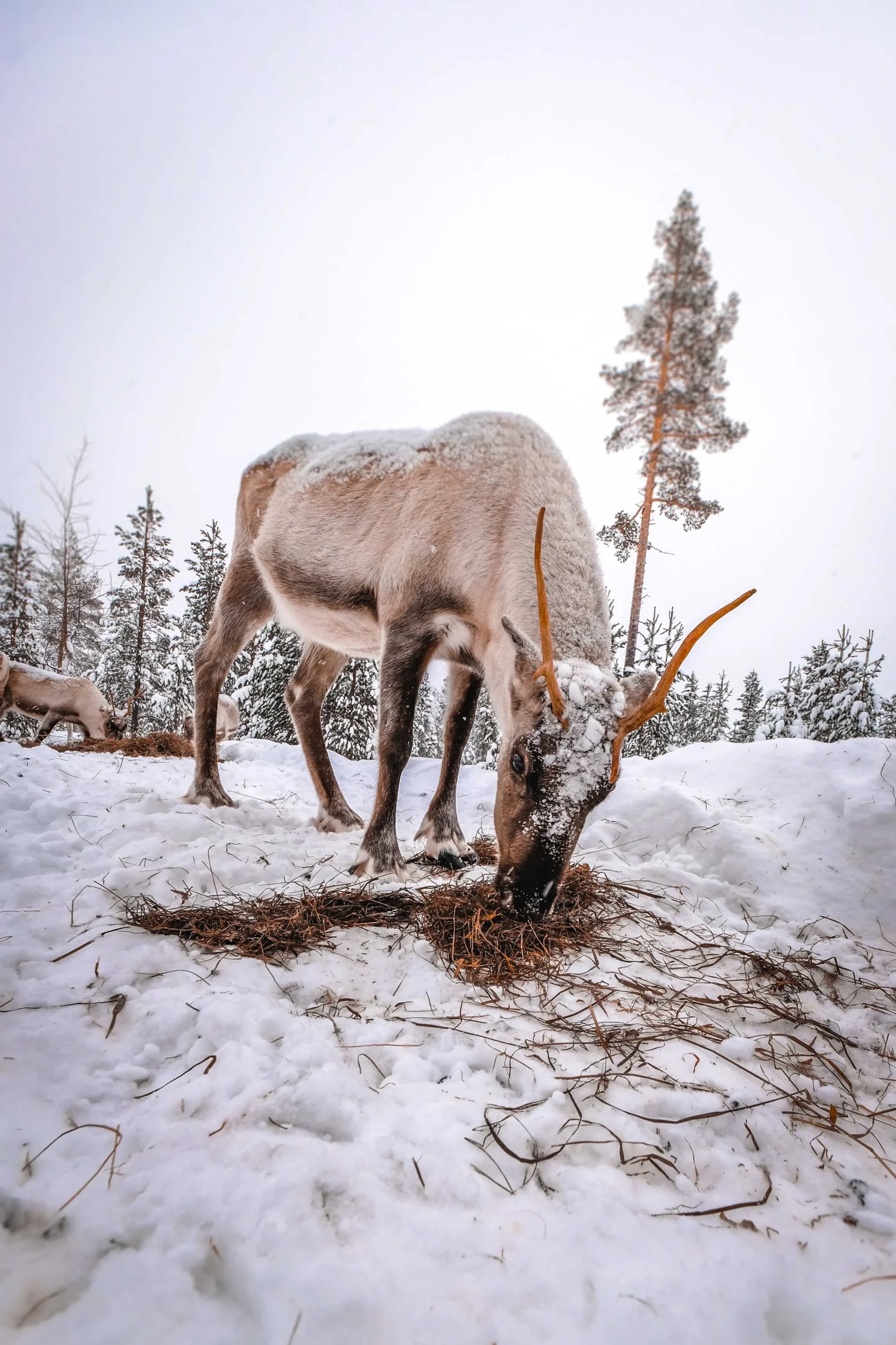 Sami Village Reindeer Farm scaled | Ahlan Arabia Tours