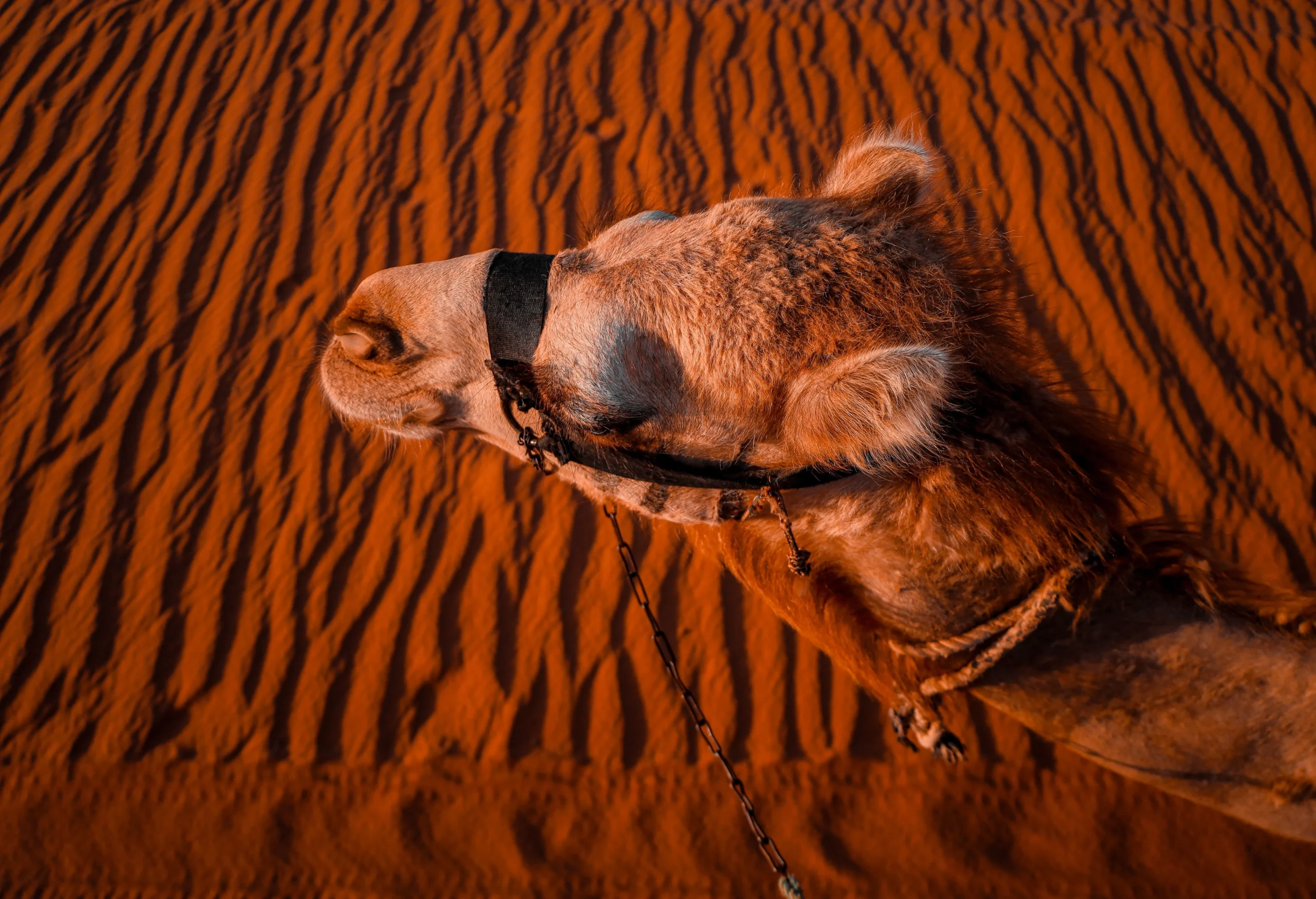 Wahiba Sands Wadi Bani Khalid Tour 4 scaled | Ahlan Arabia Tours