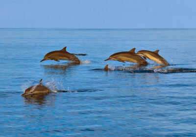 Dolphin Watching and Snorkeling Trip