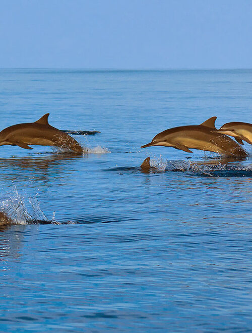 Dolphin Watching and Snorkeling Trip