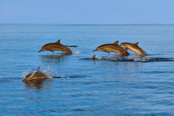 Dolphin Watching and Snorkeling Trip