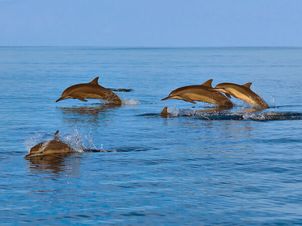 Dolphin Watching and Snorkeling Trip