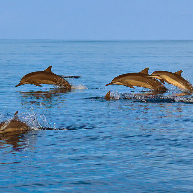 Dolphin Watching and Snorkeling Trip