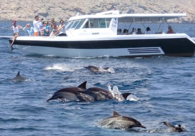 Dolphin Watching and Snorkeling Trip