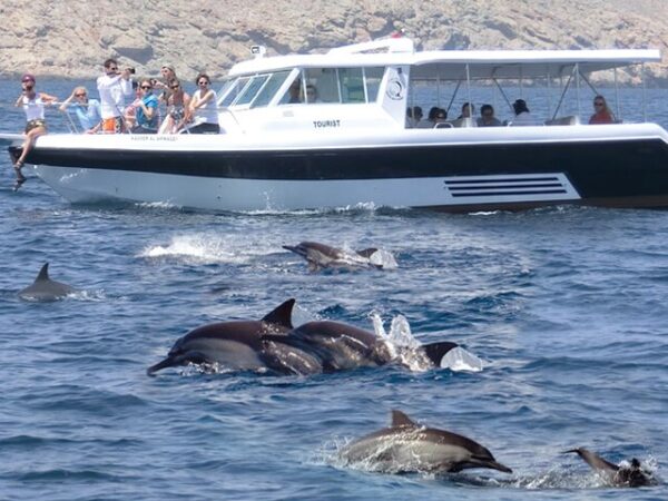 Dolphin Watching and Snorkeling Trip
