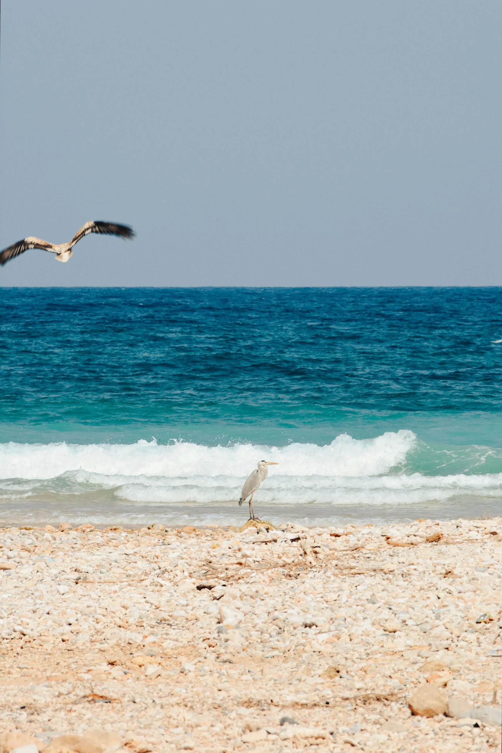 Dimaniyat Island Natural Reserve 11 scaled | Ahlan Arabia Tours