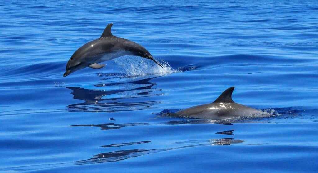 Dolphin watching