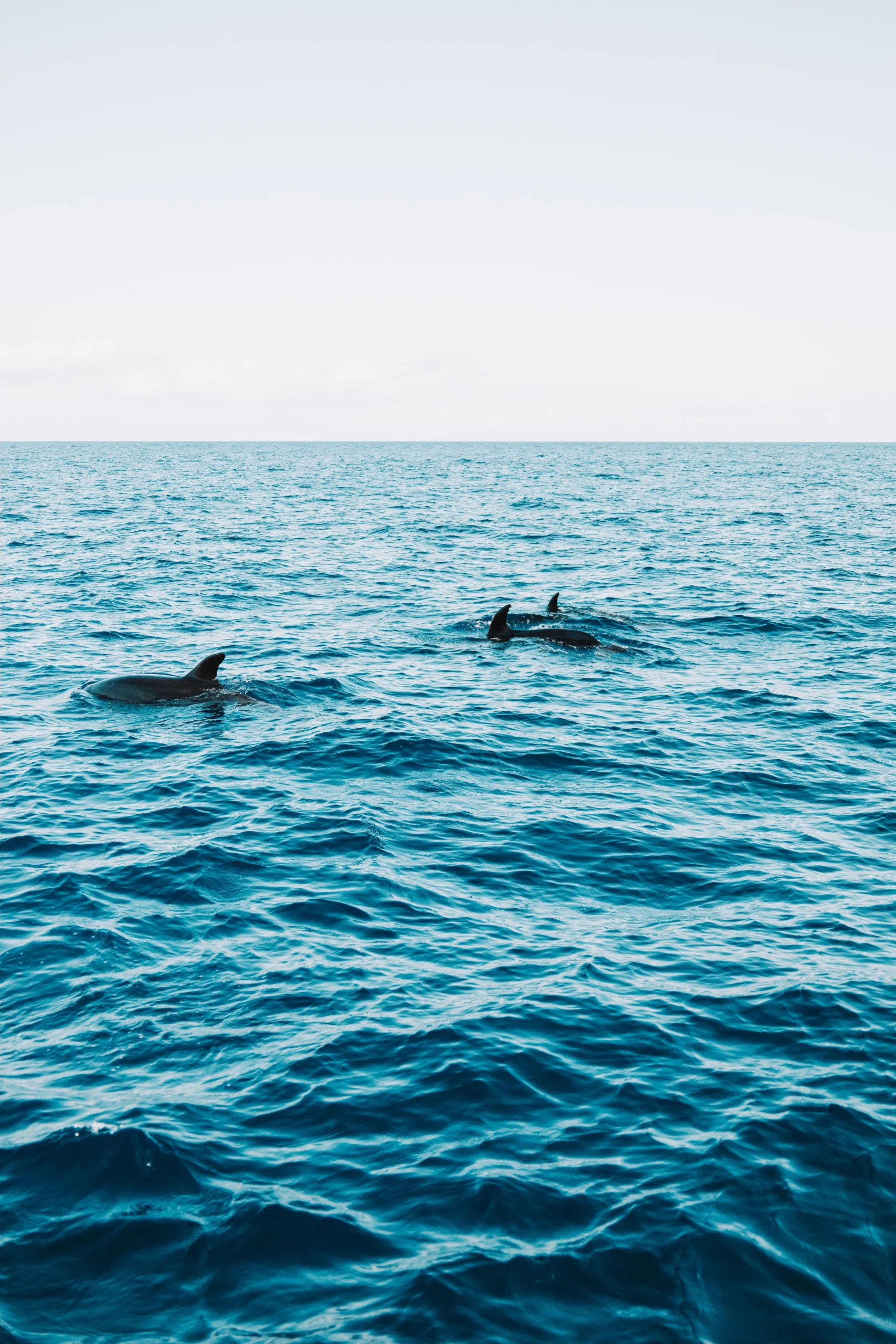 dolphin watching scaled | Ahlan Arabia Tours