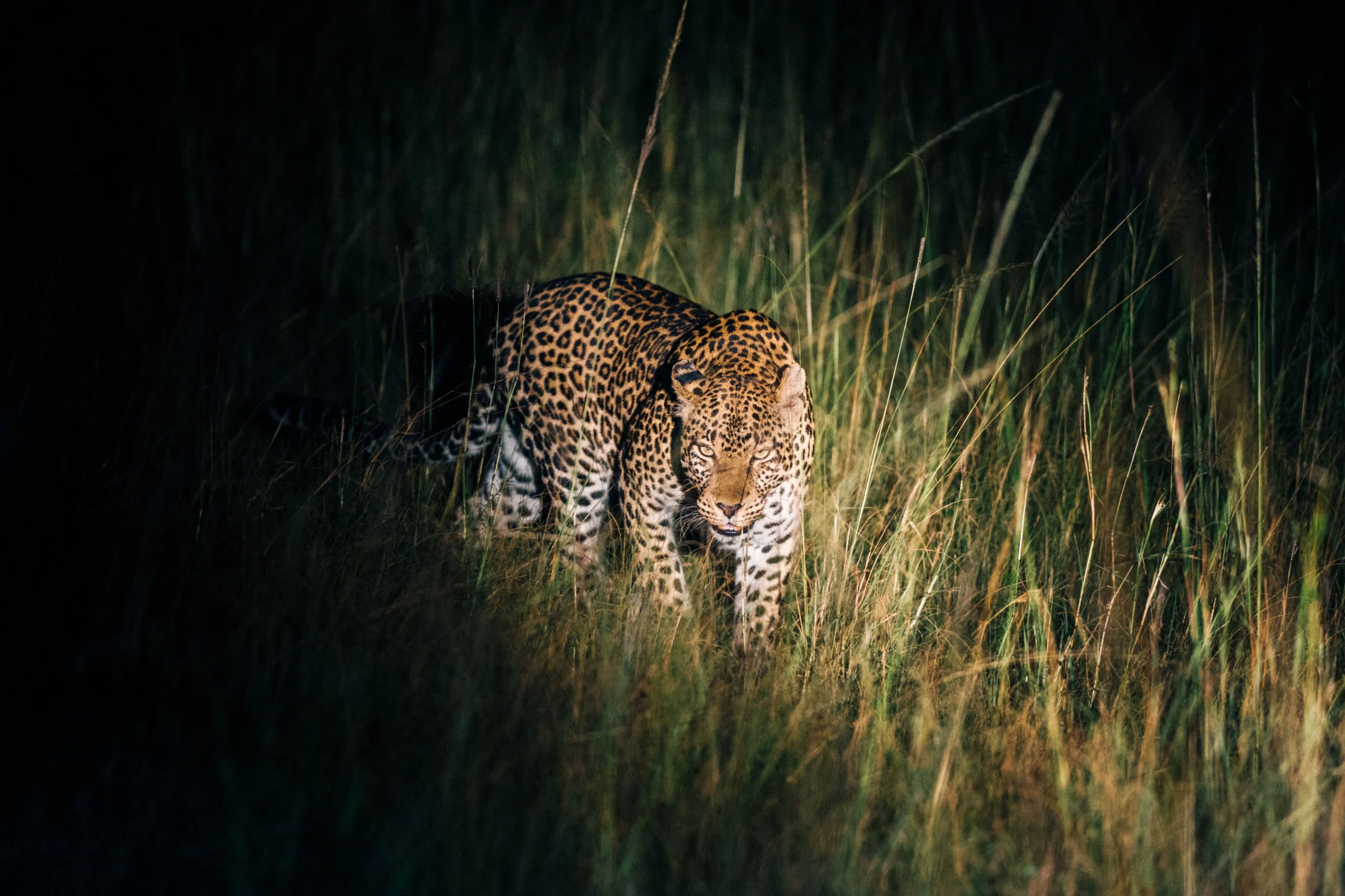 night safari 1 scaled | Ahlan Arabia Tours