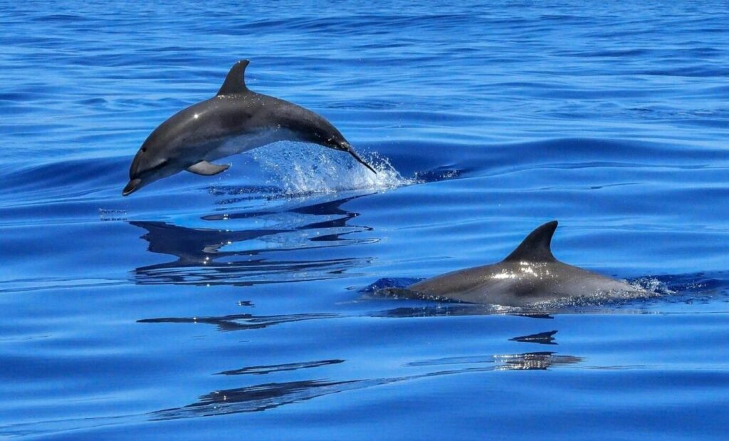 best boat tour in Muscat