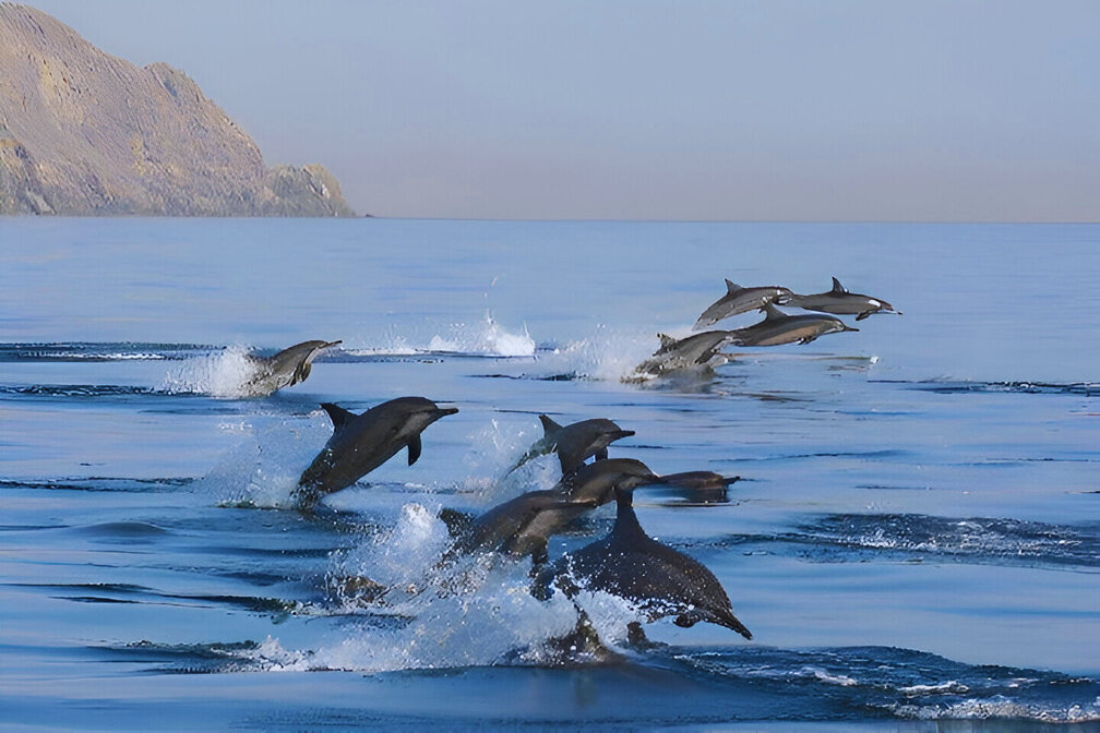 oman holiday dolphin watching muscat | Ahlan Arabia Tours