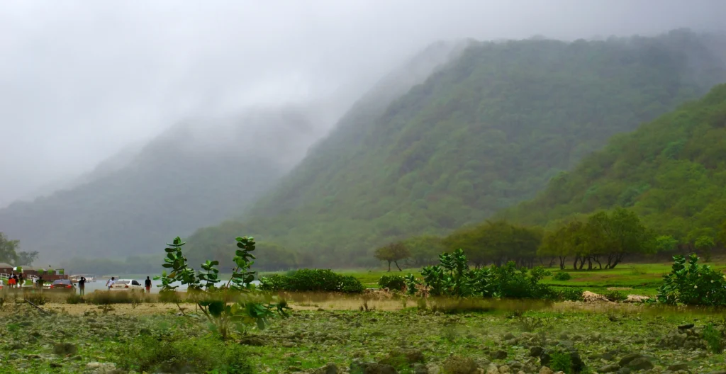 salal